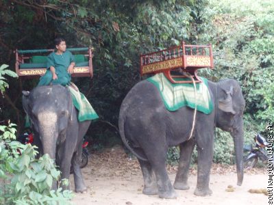 parking à éléphants
